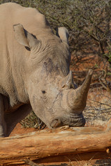 Obraz premium White Rhino, Madikwe Game Reserve