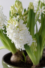 White blooming hyacinth flowers