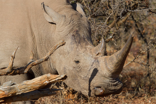 White Rhino, Madikwe Game Reserve