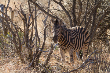 Zebra, Madikwe Game Reserve