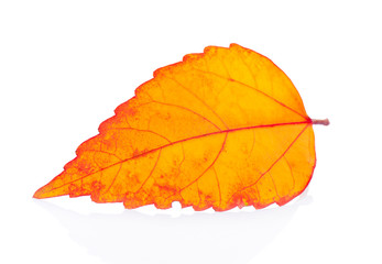 autumn leaf isolated on white background