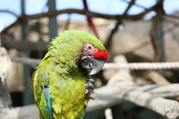 コンゴウインコ