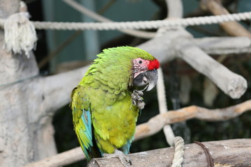 ヒワコンゴウインコ