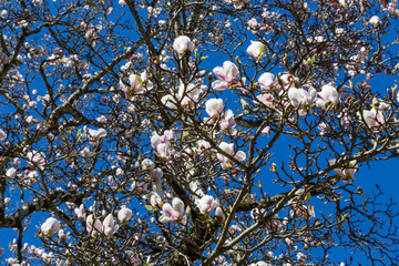flowers magnolia tree in spring sunny day