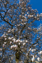 flowers magnolia tree in spring sunny day