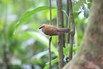Streak-breasted scimitar babbler (Pomatorhinus ruficollis) in Tam Dao, North Vietnam
