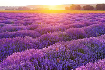 Bright lavender field at sunset. Bright abstract background ideal for any design. Basic background for design