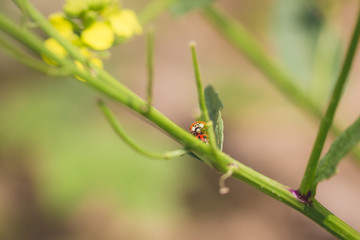 Couple de coccinelles sur colza