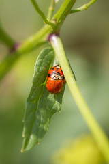 Coccinelles en couple sur une feuille