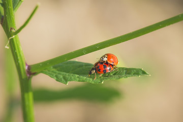 Couple de coccinelles