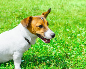 Dog breed Jack Russell Terrier playing in the bright grass close-up