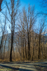Fototapeta na wymiar mountain panorama, walk in the forest with trees