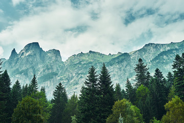 Mountain landscape in the background of the cloudy sky. Coniferous forest
