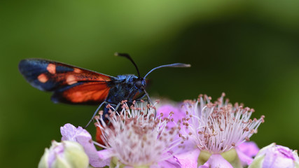 Zygaena moth, Greece
