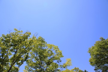 新緑の公園 