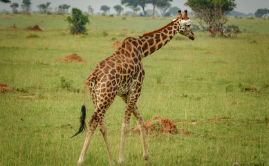 Single giraffe in Murchison Park, Uganda