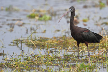 Glossy ibis (Plegadis falcinellus) standing in marsh, Kissimmee, Florida, USA