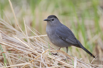 Obraz premium Gray catbird (Dumetella carolinensis), Bombay Hook NWR, Delaware, USA