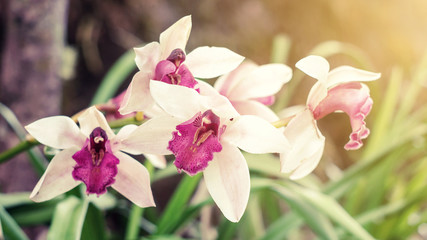 Fototapeta na wymiar White orchid in the garden, vintage color.