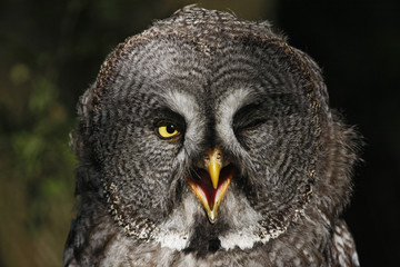 Great Grey Owl (Strix nebulosa) head portrait, captive