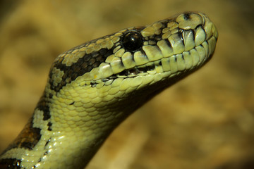 Python Snake Head Very Close Up 