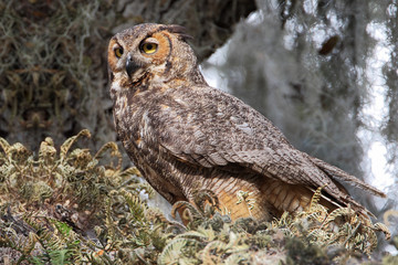 Great horned owl (Bubo virginianus) in tree, Kissimmee, Florida, USA