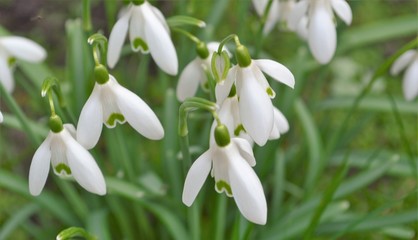 Obraz premium Close-up image of Snowdrop flowers (Galanthus nivalis).