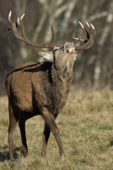 Red deer Windsor Park