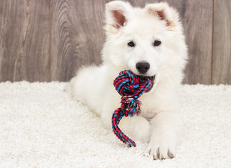 White Swiss Shepherd puppy fluffy carpet