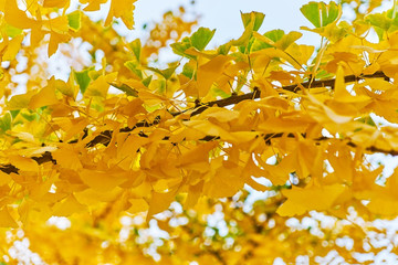 Texture of autumn leaves bright yellow. Bright background for the basic design                               