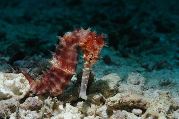 Lonely sea horse