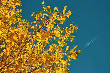 Autumn picture. Bright yellow, golden leaves against the blue sky on a sunny day. Steel aircraft in the sky