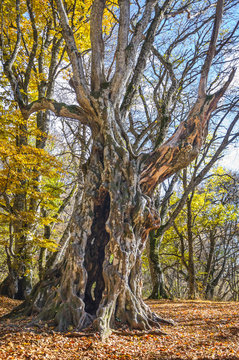 Old beech in the mountain forest
