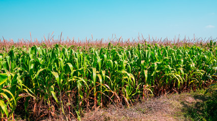 Corn field and the blue sky with colorful sunlight.