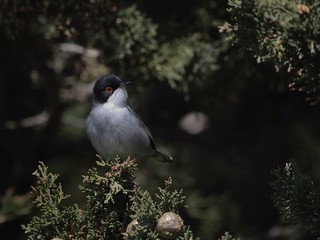 Fototapeta premium Sardinia Warbler (Sylvia melanocephala). Crete