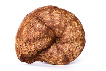 Calliphylloceras, ammonite fossile