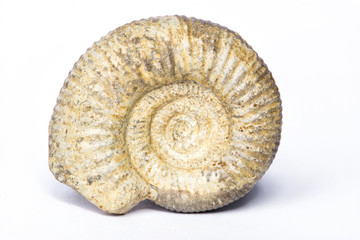 Procerites, ammonite fossile