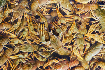 Background of freshwater crayfish in the water close-up