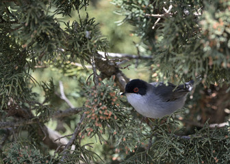 Sardinia Warbler (Sylvia melanocephala). Crete