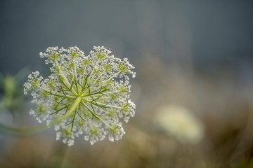 Fragile Dill Umbels on Summer Meadow