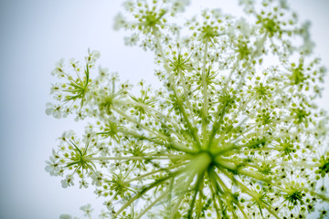 Fragile Dill Umbels on Summer Meadow - obrazy, fototapety, plakaty