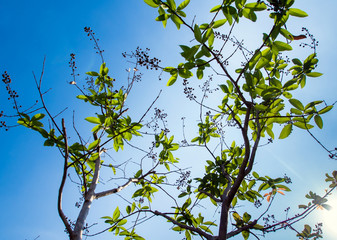 freshness leaves on blue sky and sunlight background