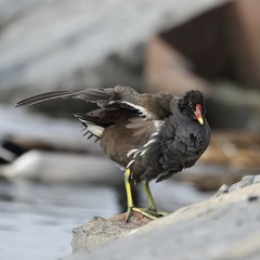 Common Moorhen (Gallinula chloropus) performs hygiene of feathers.
