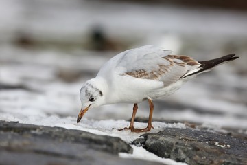 Seagull looking for food on the shore of the pond.