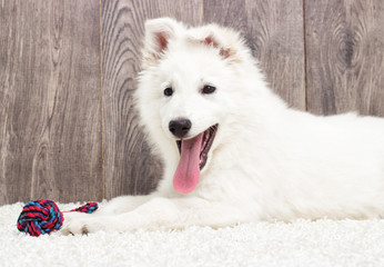 Berger Blanc Suisse puppy fluffy carpet