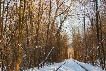 The real natural wonder - love tunnel created from trees along the railway in Ukraine, Klevan. Winter sunset snow on the rails