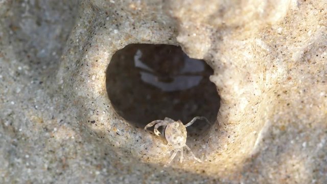 Timelapse video of a sand bubbler crab building an iglu-like cover of sand during low tide
