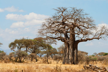 Baobab Trees in the African grassland, Tanzania