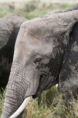 Closeup of an African elephant, Safari,