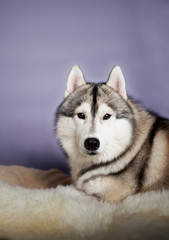 siberian husky dog studio portrait